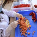 MIDAGRI –Sierra Azul iniciará obra para conservar agua y fortalecer la agricultura familiar en comunidades altoandinas de Puno