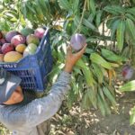 MIDAGRI y Gobierno Regional de Lambayeque revisan avances de proyectos agrarios e hídricos