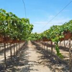 MIDAGRI y Gobierno Regional de Lambayeque revisan avances de proyectos agrarios e hídricos