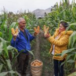 Gobierno impulsa acciones para apoyar la cadena productiva de arroz