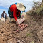 Acciones de protección y descolmatación para resguardar áreas agrícolas en Amazonas y Cajamarca