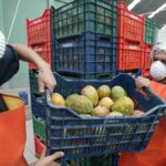 Más de 7,000 productores de flores abastecen el mercado a nivel nacional durante la Semana Santa