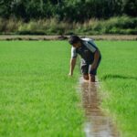 El maíz peruano conquista el mundo: MIDAGRI celebra a 239 mil productores en su día nacional