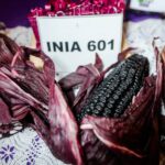 COFOPRI naufraga en Chinecas: planos falsos, parcelas fantasmas y un catastro que nunca existió
