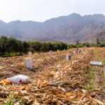 Productores arroceros de Áncash advierten que crisis se agravará por importaciones y falta de organización