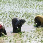 Día del Campesino encuentra a productores entre precios injustos, altos costos y escasez de agua