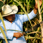 LA PREGUNTA QUE INCOMODÓ A CHINECAS | Agricultores Rompen su Silencio y Gabriel Amaro Advierte Riesgos para el Agro