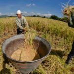 Marco Vinelli, jefe del equipo de transferencia de Keiko Fujimori, fue observado por la Contraloría por presunto perjuicio de más de S/244 mil a Agro Rural