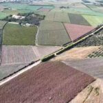 Advanta impulsa la renovación del maíz en el Valle Santa-Lacramarca con genética de alto rendimiento y acompañamiento técnico