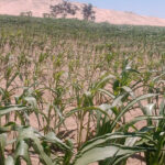 “LO DECÍAMOS HACE TIEMPO: ¿ESTO ES UNA REPARACIÓN DE CHINECAS? AGRICULTORES CUESTIONAN LOS SOPORTES Y EL ACABADO DE LOS TRABAJOS”