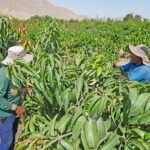 Germán Marlon Lench alerta sobre la falta de planificación agraria y cuestiona el futuro de AGROPERÚ